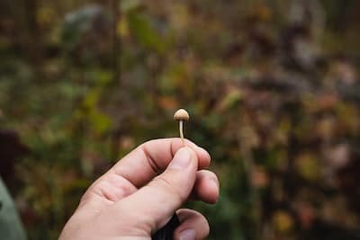 L'essentiel à savoir sur le Psilocybe Tampanensis